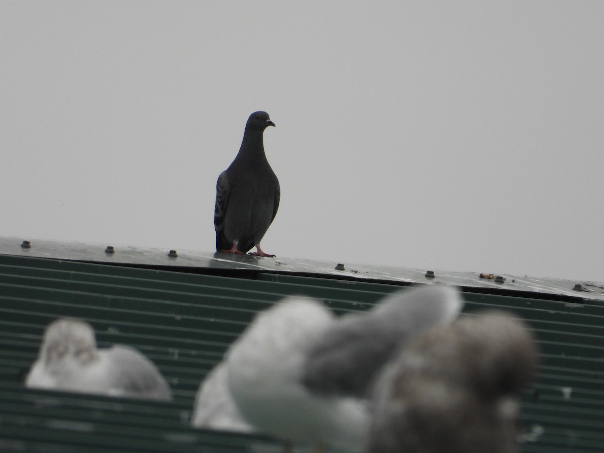 Rock Pigeon (Feral Pigeon) - ML645145719
