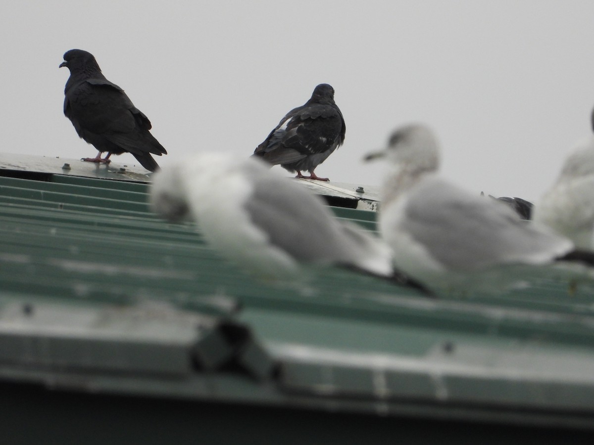 Rock Pigeon (Feral Pigeon) - ML645145720