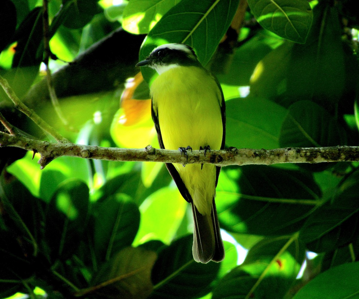 Sosyal Tiran - ML645145721