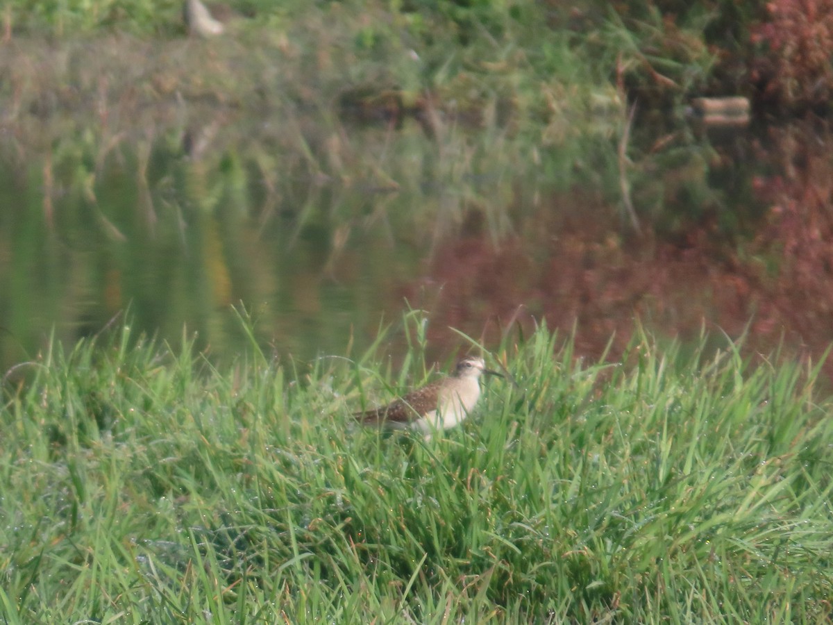 タカブシギ - ML645145723