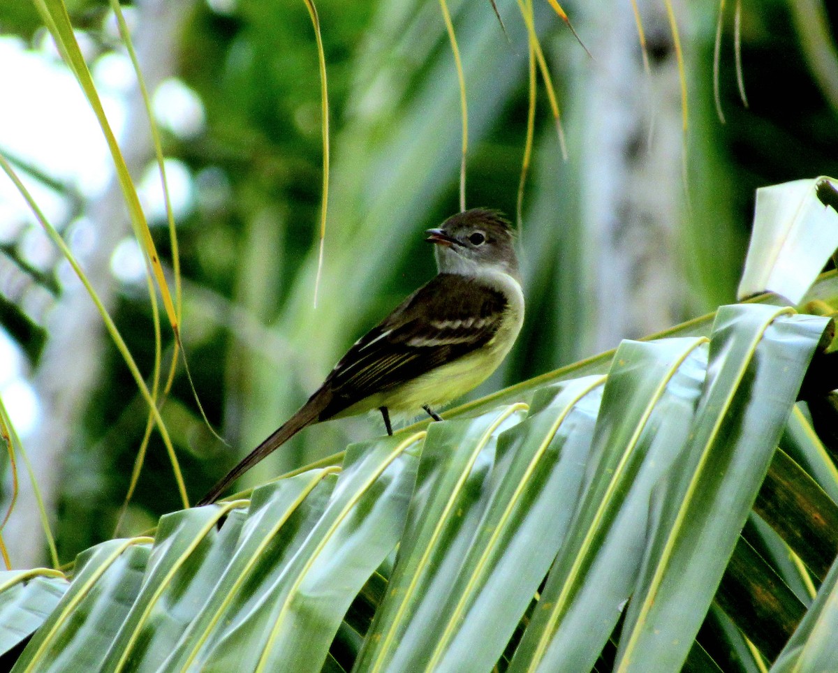 Yellow-bellied Elaenia - ML645145724