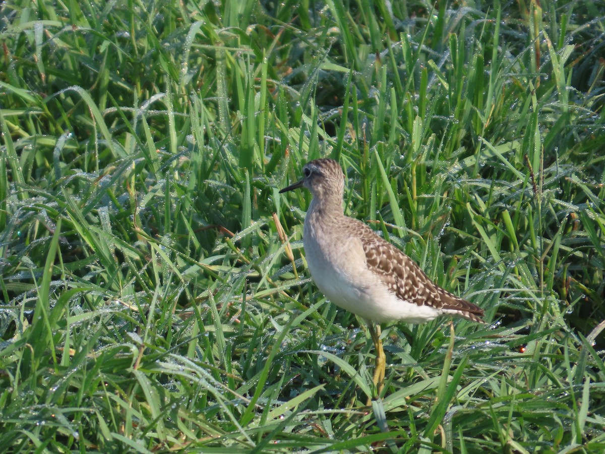 タカブシギ - ML645145725