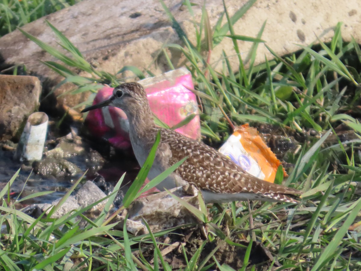 タカブシギ - ML645145732