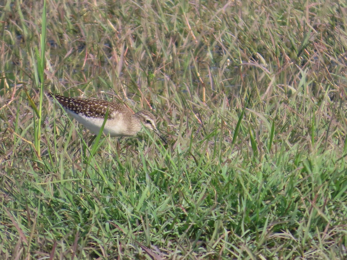 タカブシギ - ML645145733