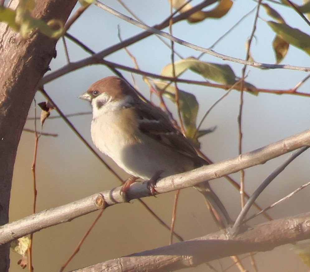 Eurasian Tree Sparrow - ML645145734