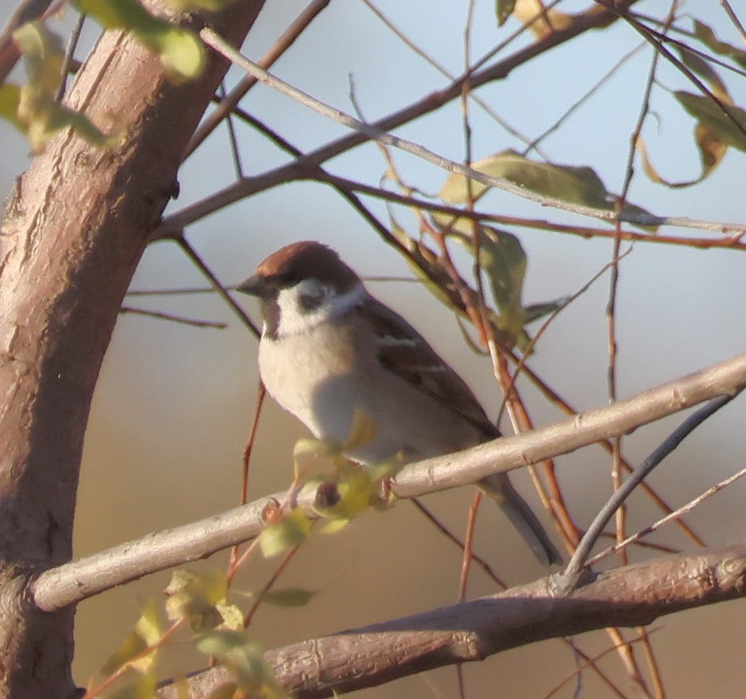 Eurasian Tree Sparrow - ML645145735