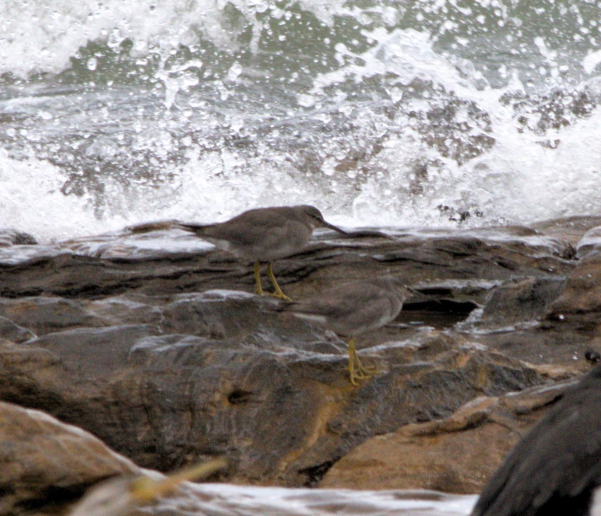 Wandering Tattler - ML645145743