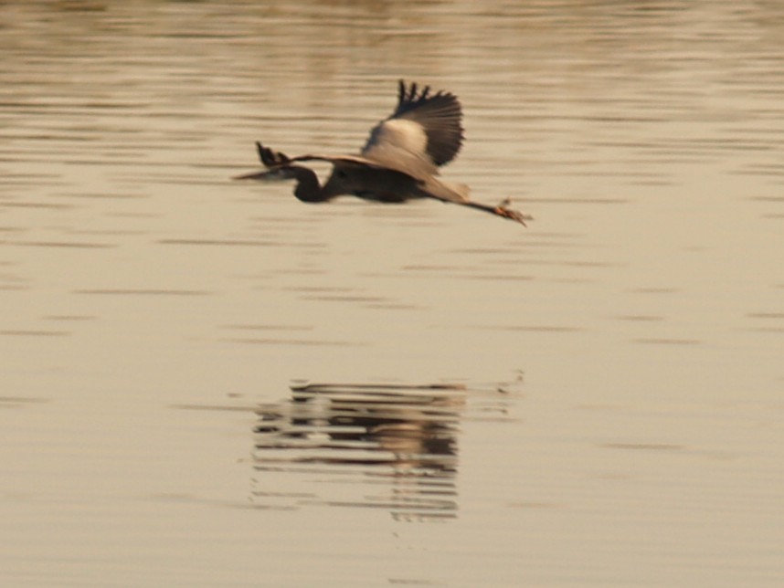 Great Blue Heron - ML645145745