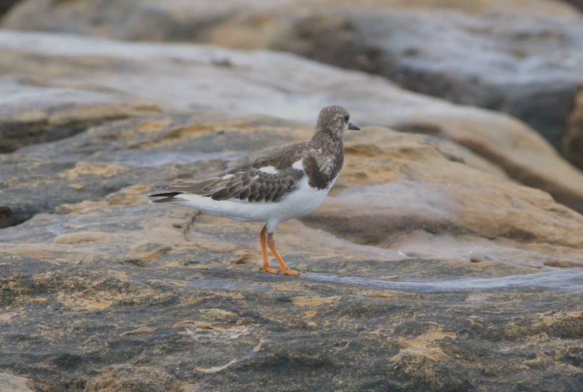 Ruddy Turnstone - ML645145746