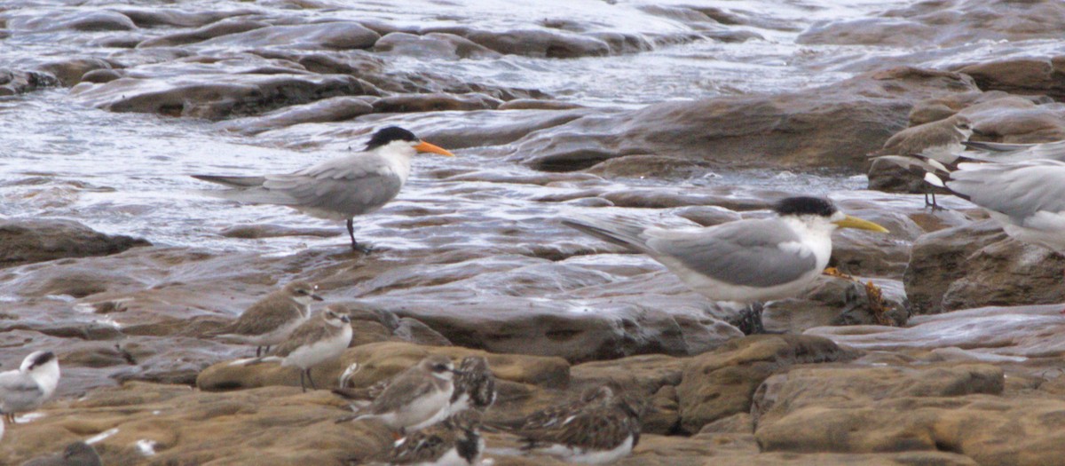 Lesser Crested Tern - ML645145750