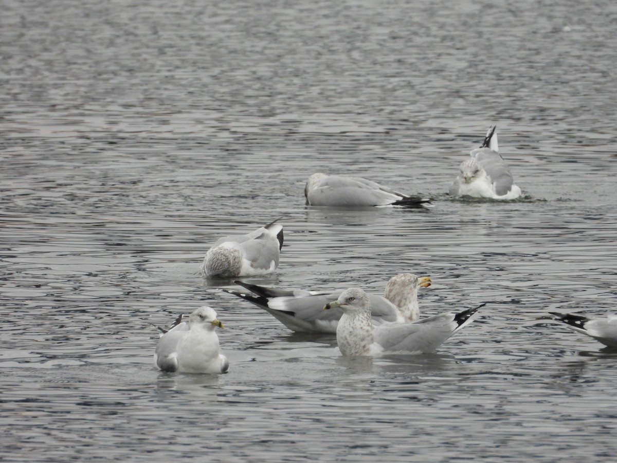 Ring-billed Gull - ML645145753