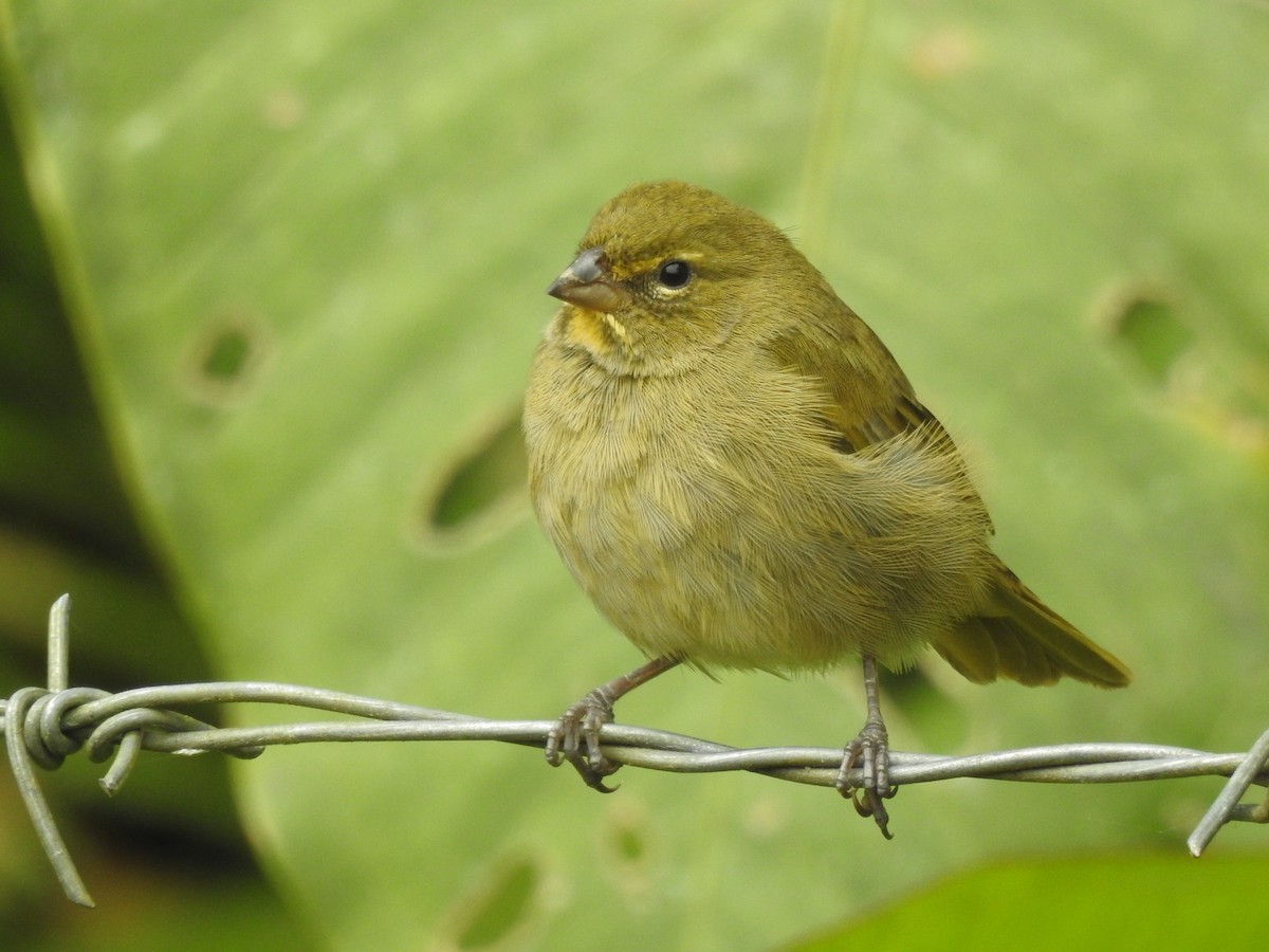 Yellow-faced Grassquit - ML645145759