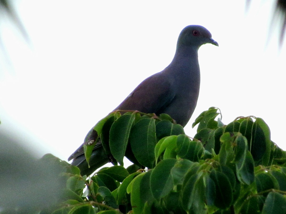 Pale-vented Pigeon - ML645145763