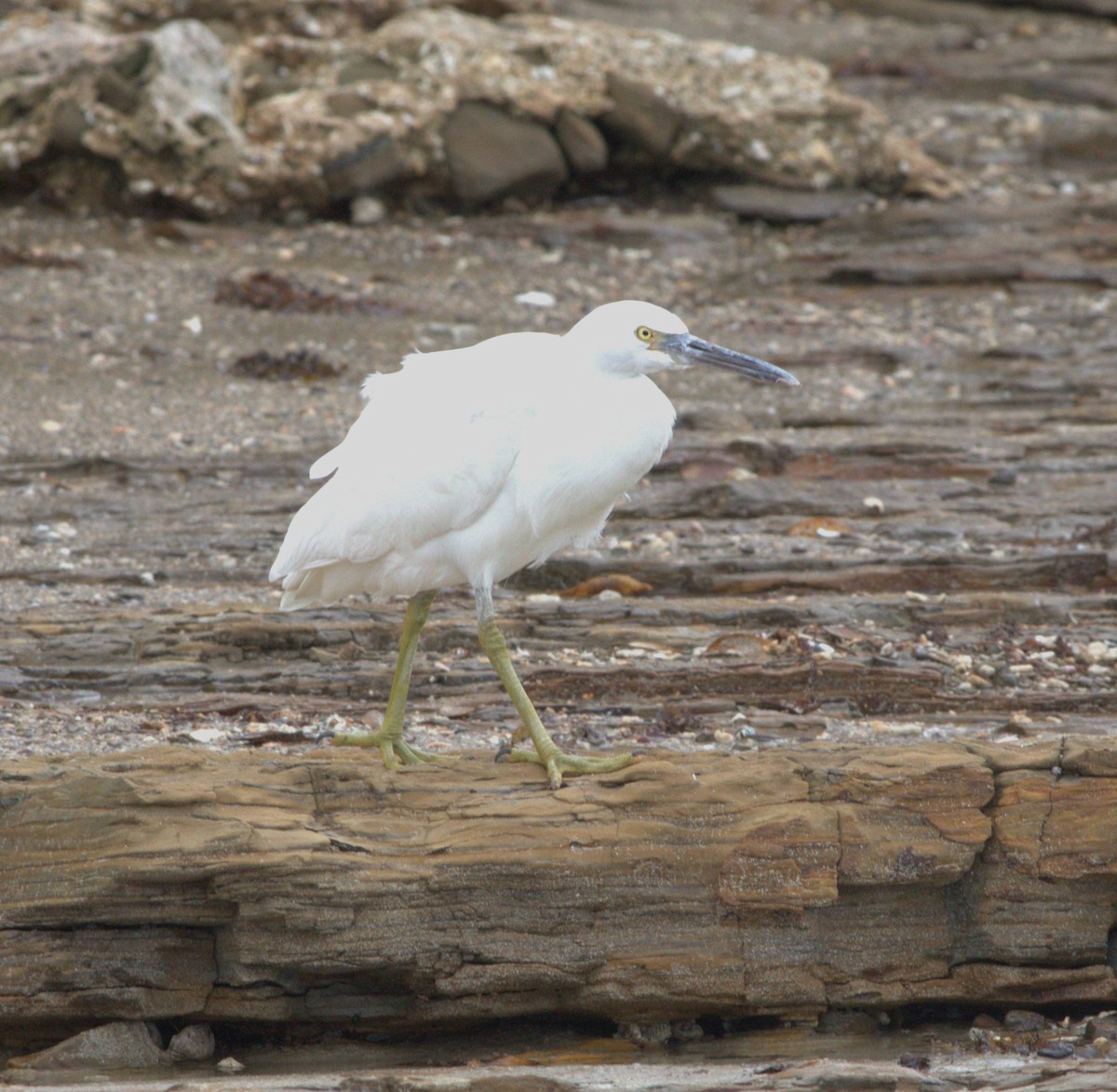 Pacific Reef-Heron - ML645145764