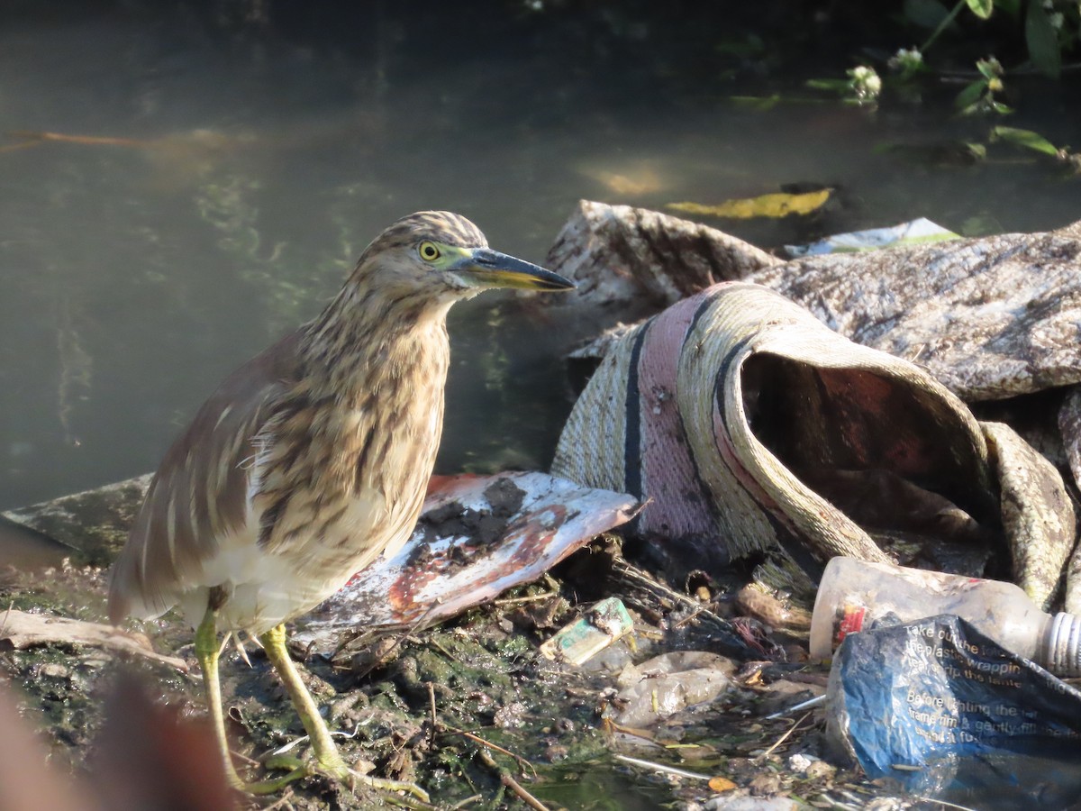 Индийская прудовая цапля - ML645145773