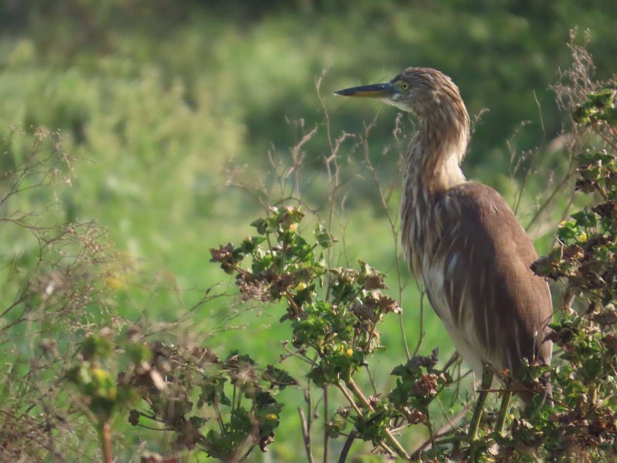 Индийская прудовая цапля - ML645145774