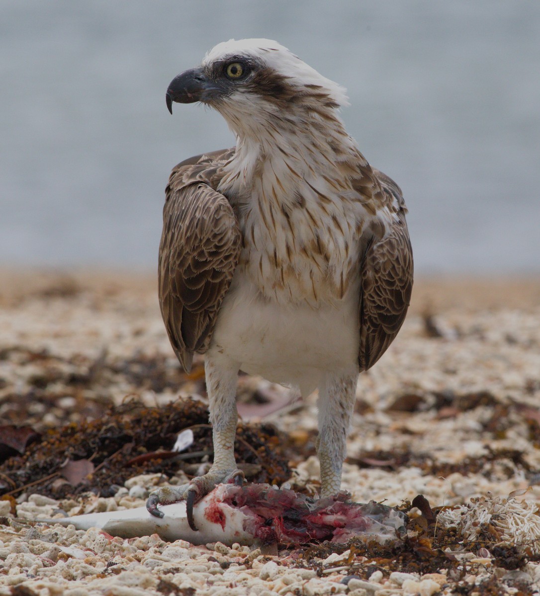 Osprey - ML645145775
