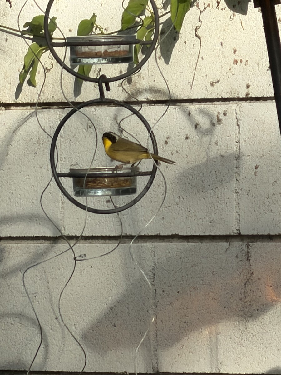 Common Yellowthroat - ML645145777