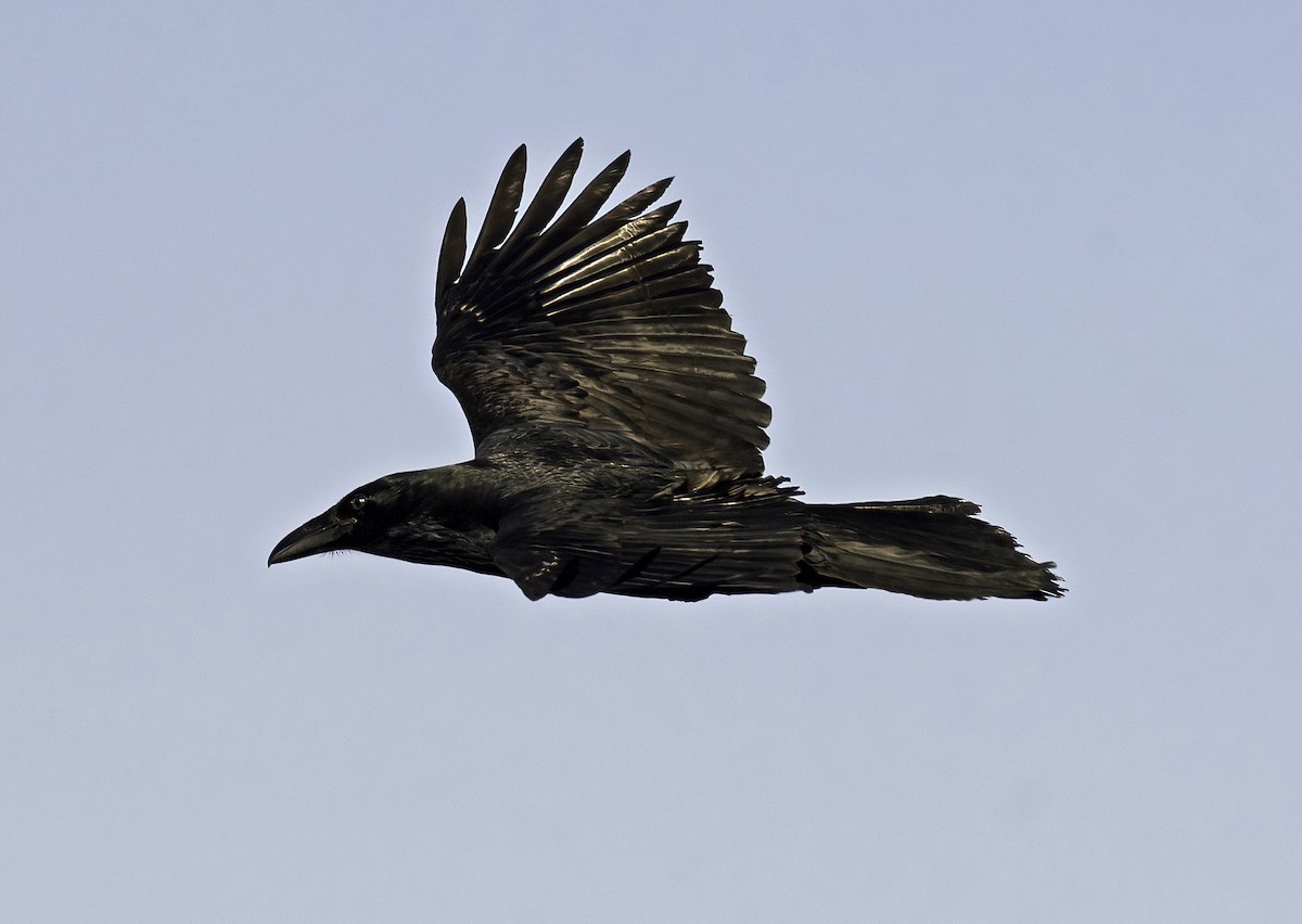 Kolkrabe - ML645145779