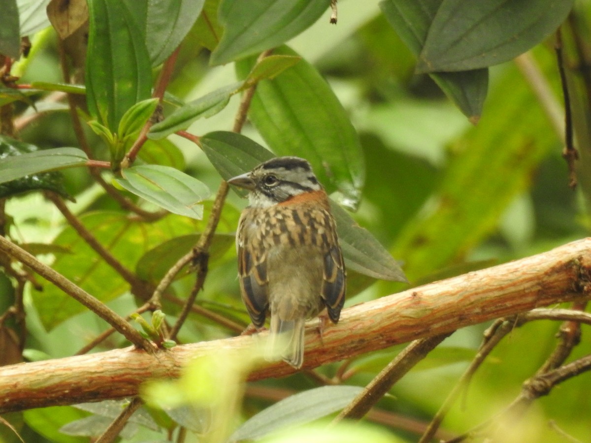 Rufous-collared Sparrow - ML645145785