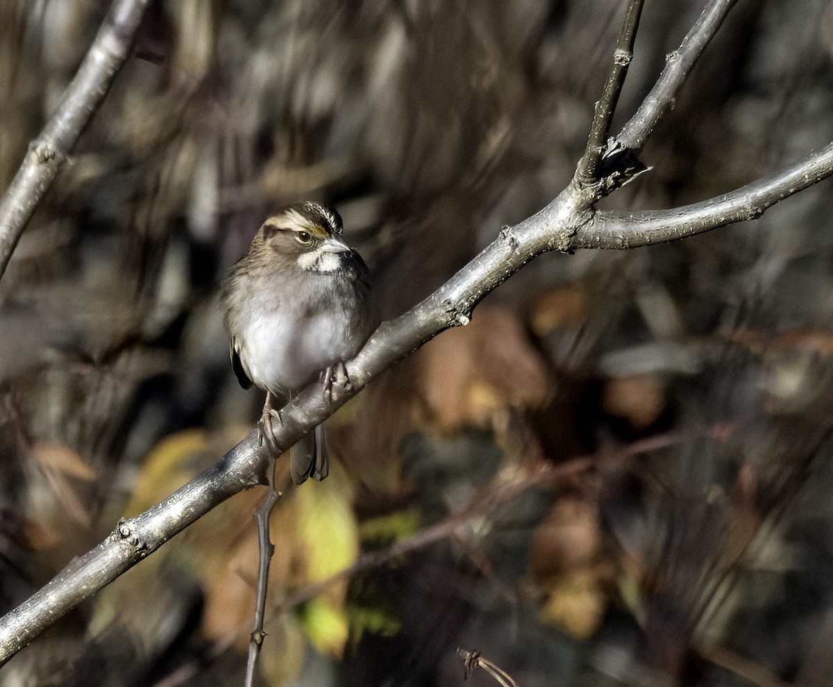 White-throated Sparrow - ML645145794