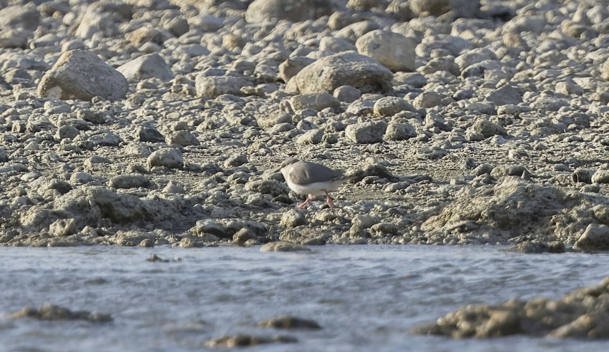 Магелланова ржанка - ML645145803