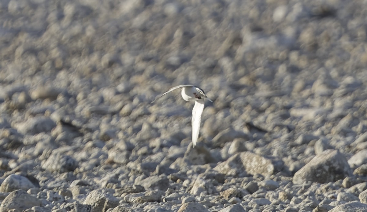 Магелланова ржанка - ML645145804