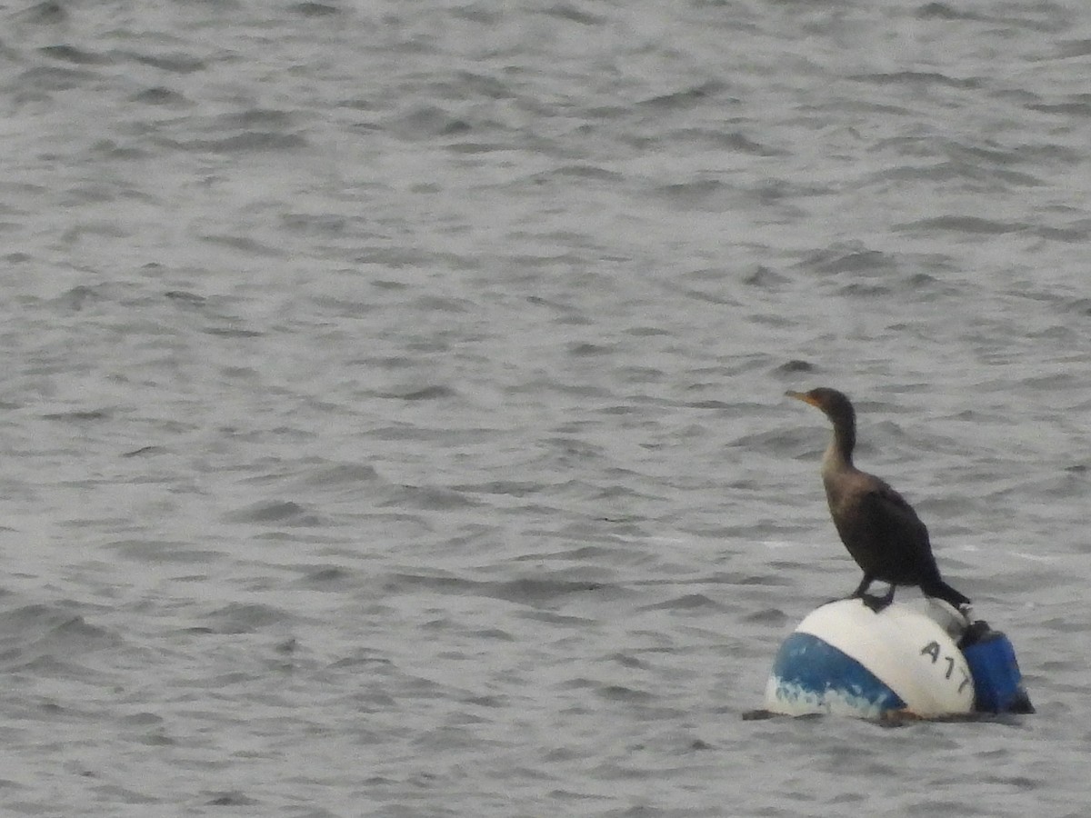 Double-crested Cormorant - ML645145808