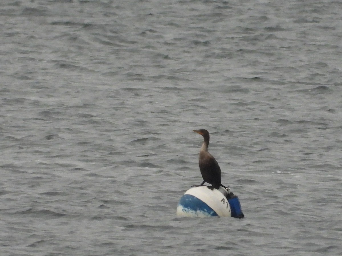 Double-crested Cormorant - ML645145810