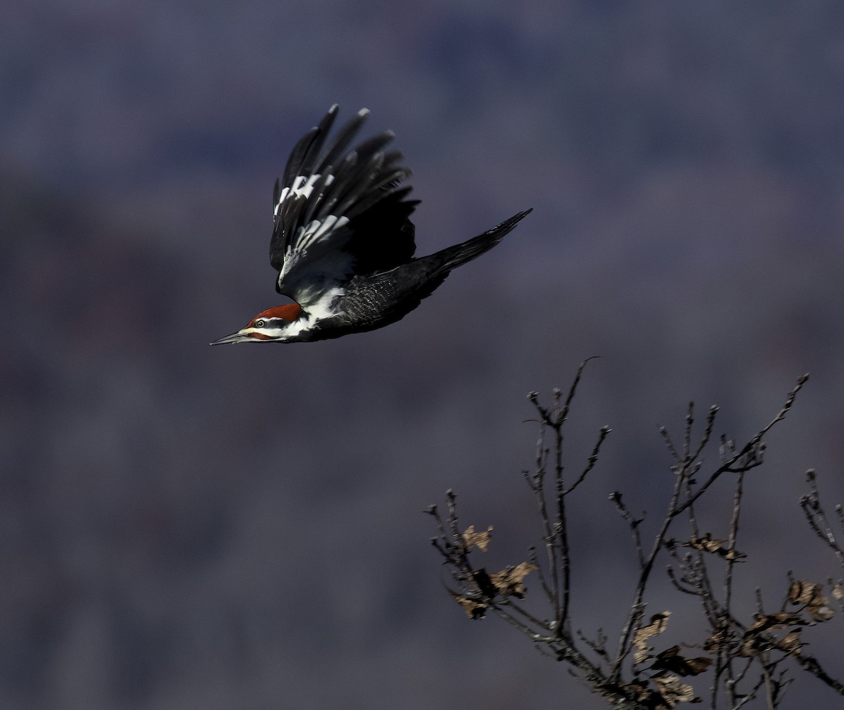 Pileated Woodpecker - ML645145813