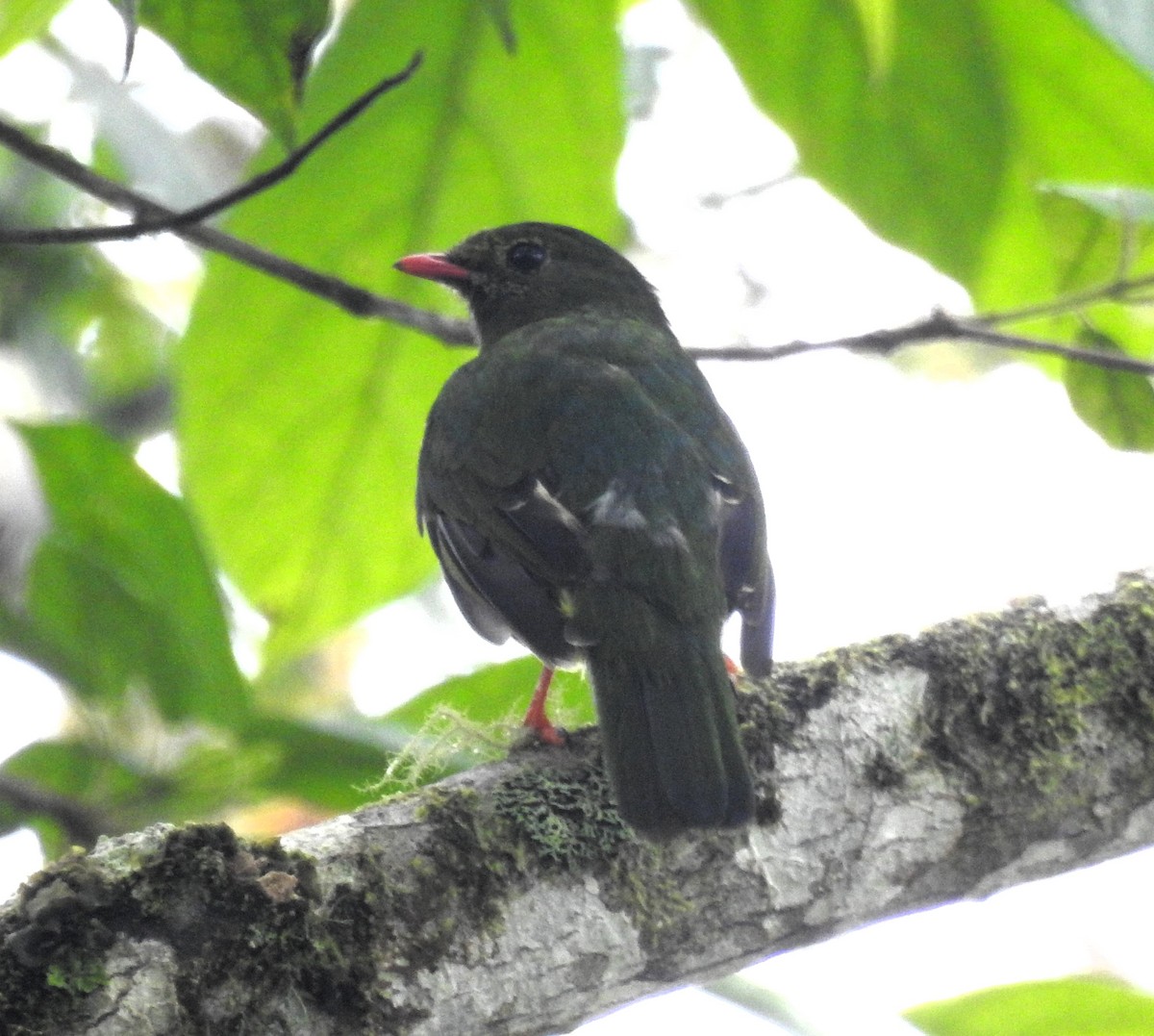 Green-and-black Fruiteater - ML645145818