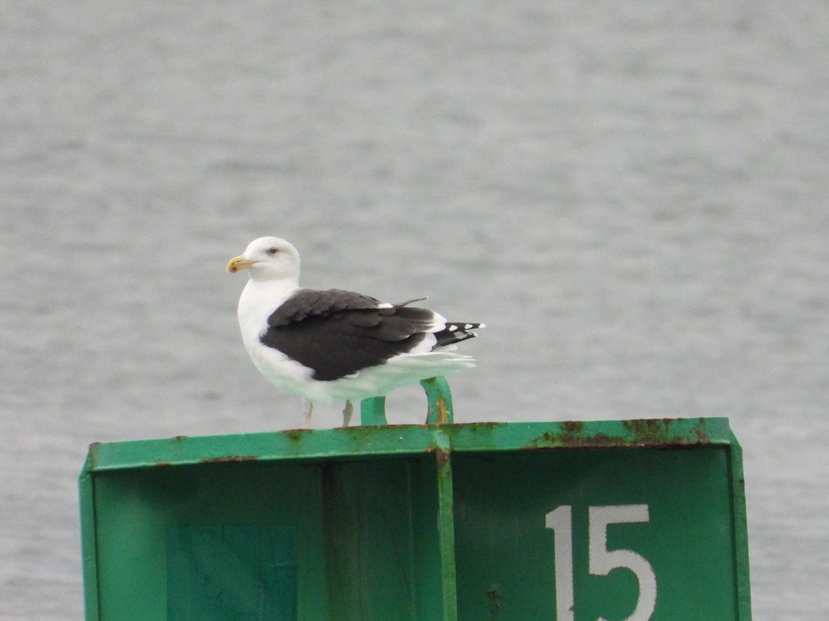 racek mořský - ML645145822