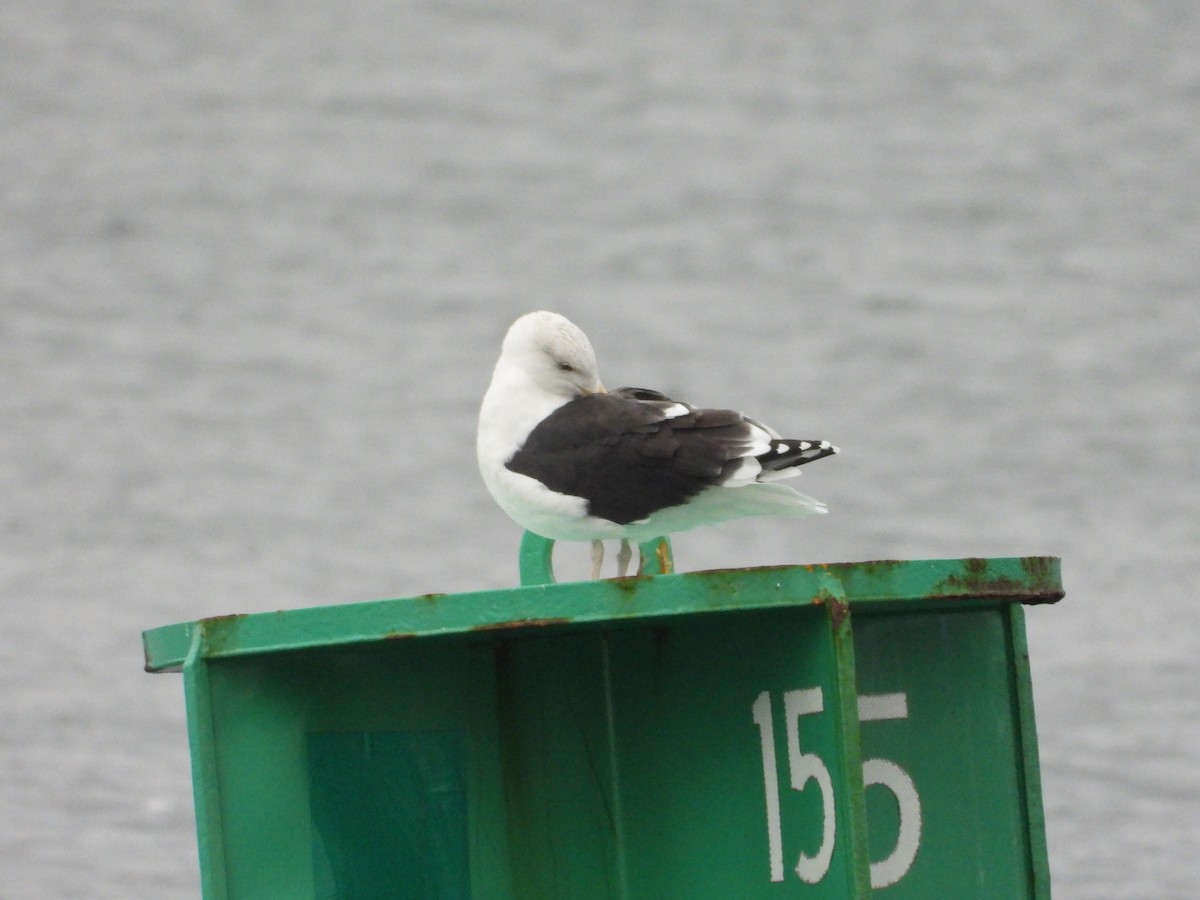 racek mořský - ML645145823