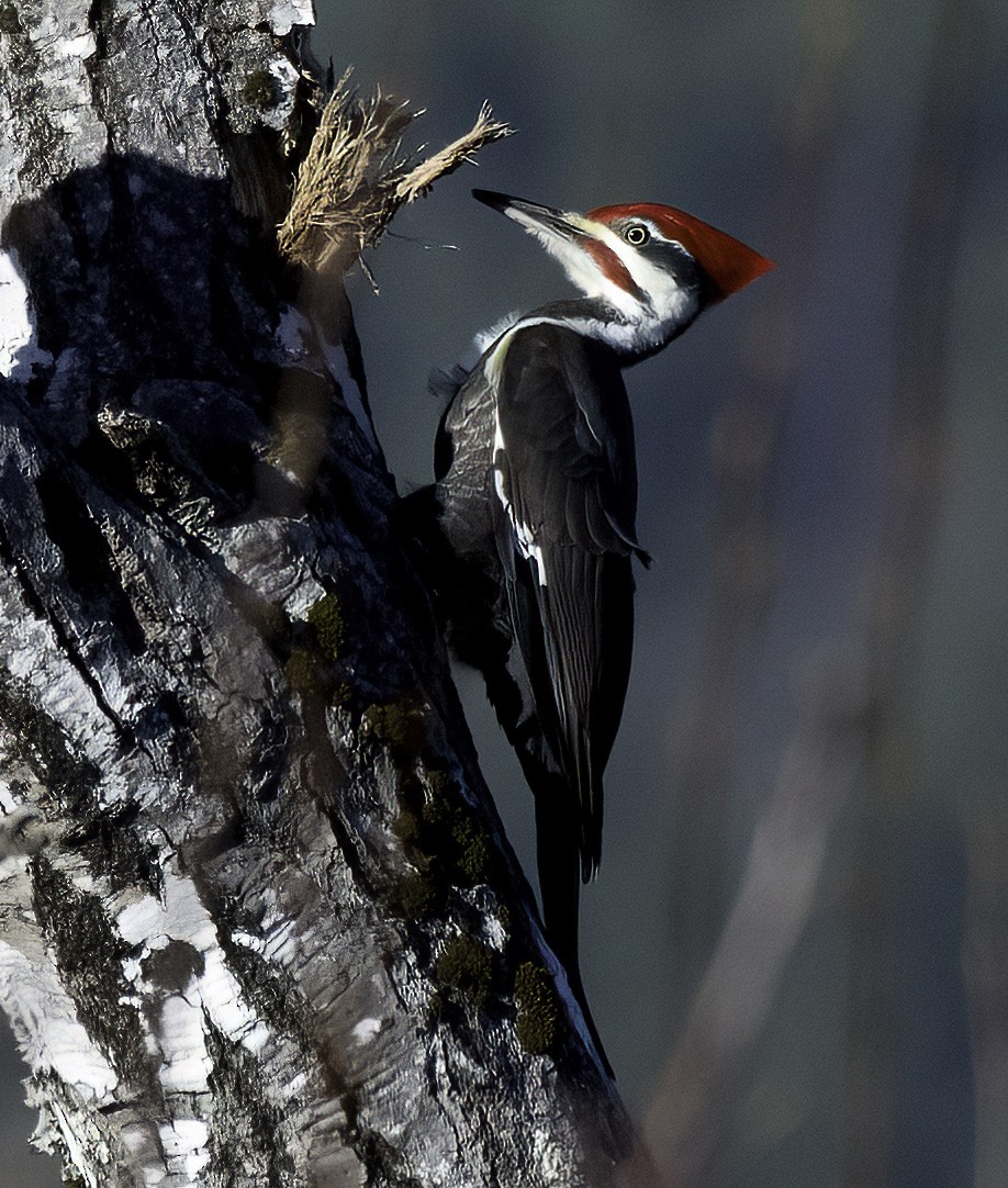 Pileated Woodpecker - ML645145827