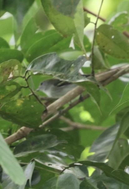 Chestnut-sided Warbler - ML645145832