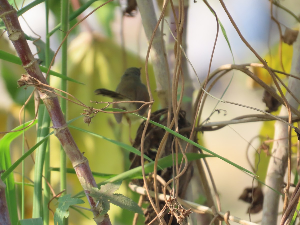Ashy Prinia - ML645145846