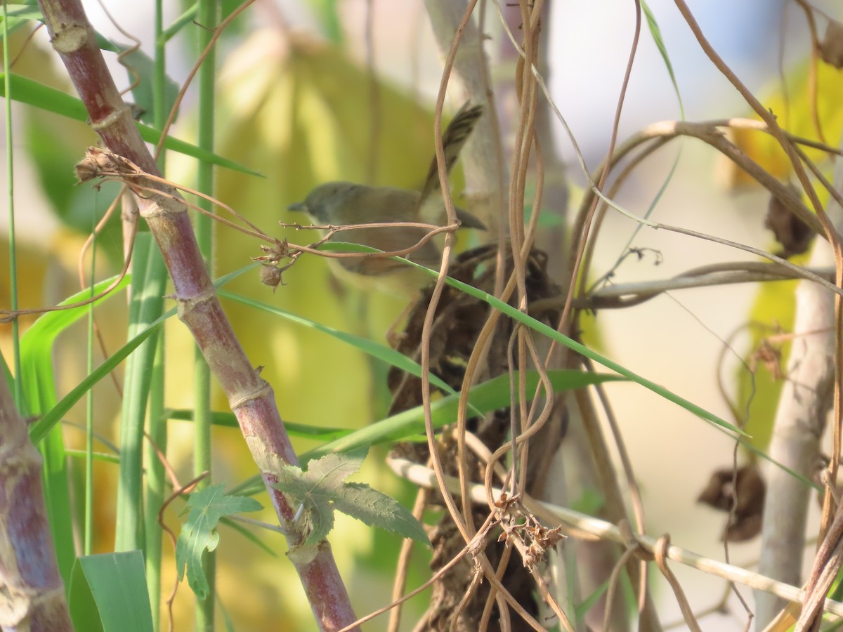 Ashy Prinia - ML645145847