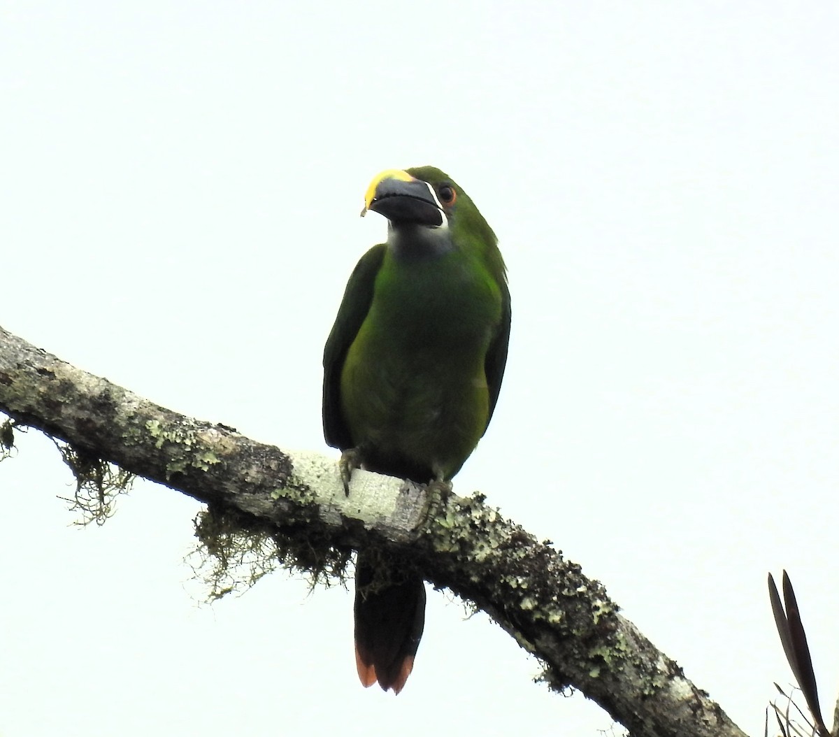 Southern Emerald-Toucanet - ML645145858