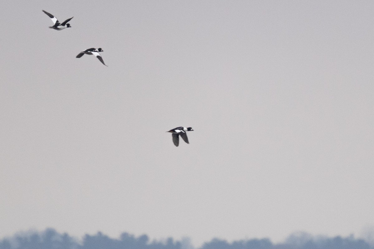 עבראש איסלנדי - ML645145861