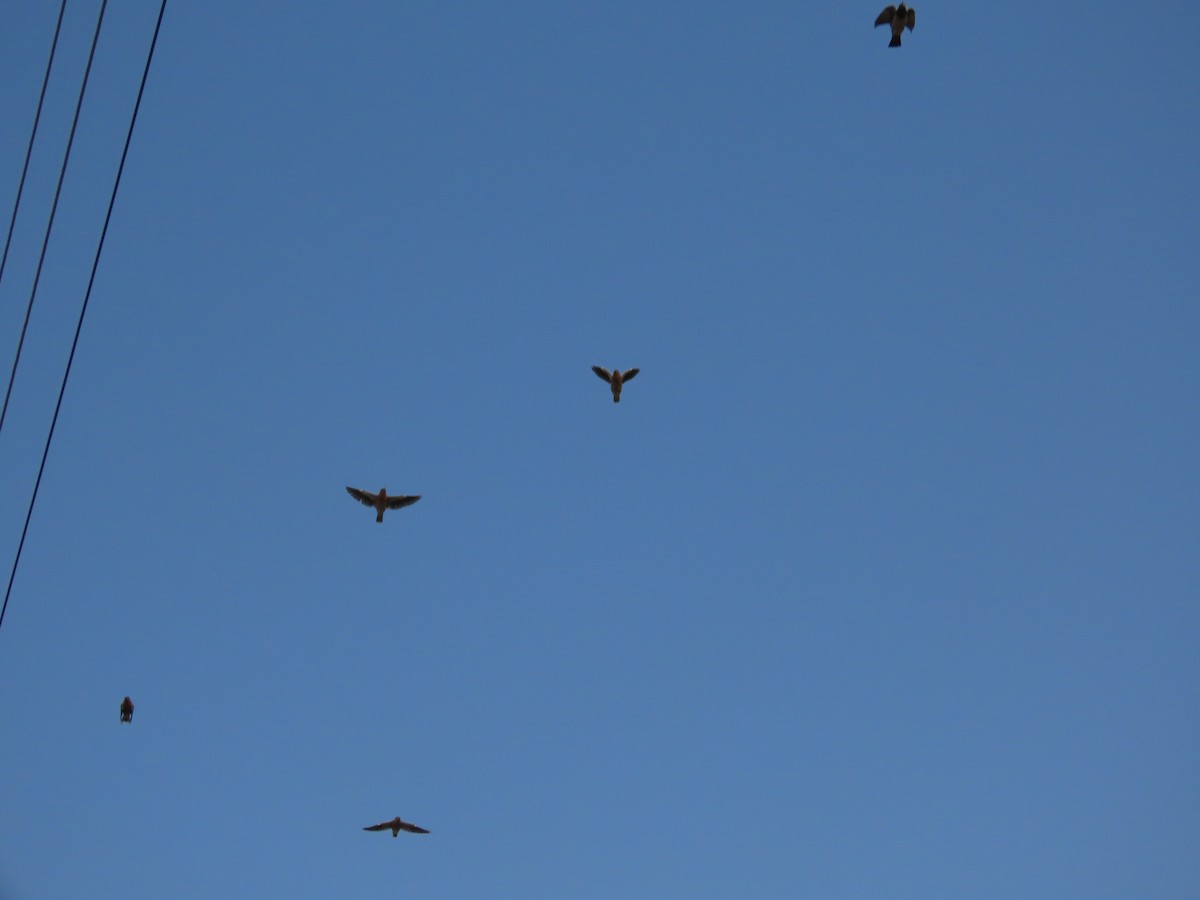 Rosy Starling - ML645145867