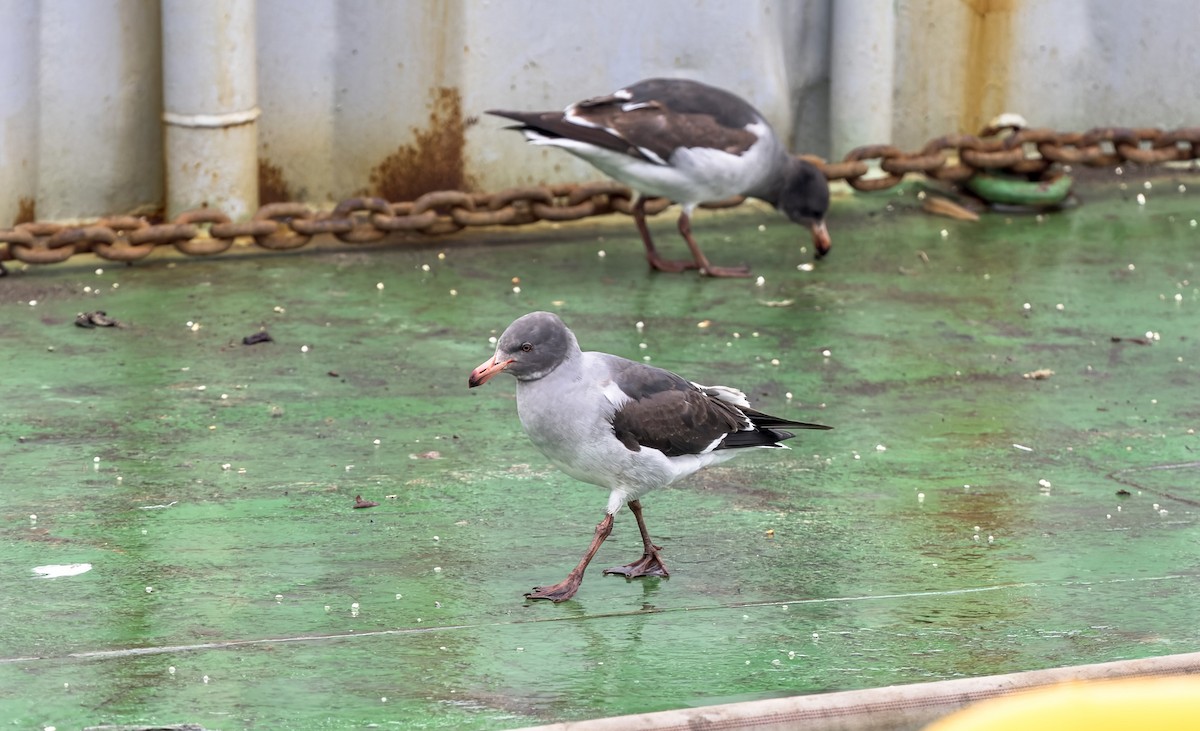 Dolphin Gull - ML645145883