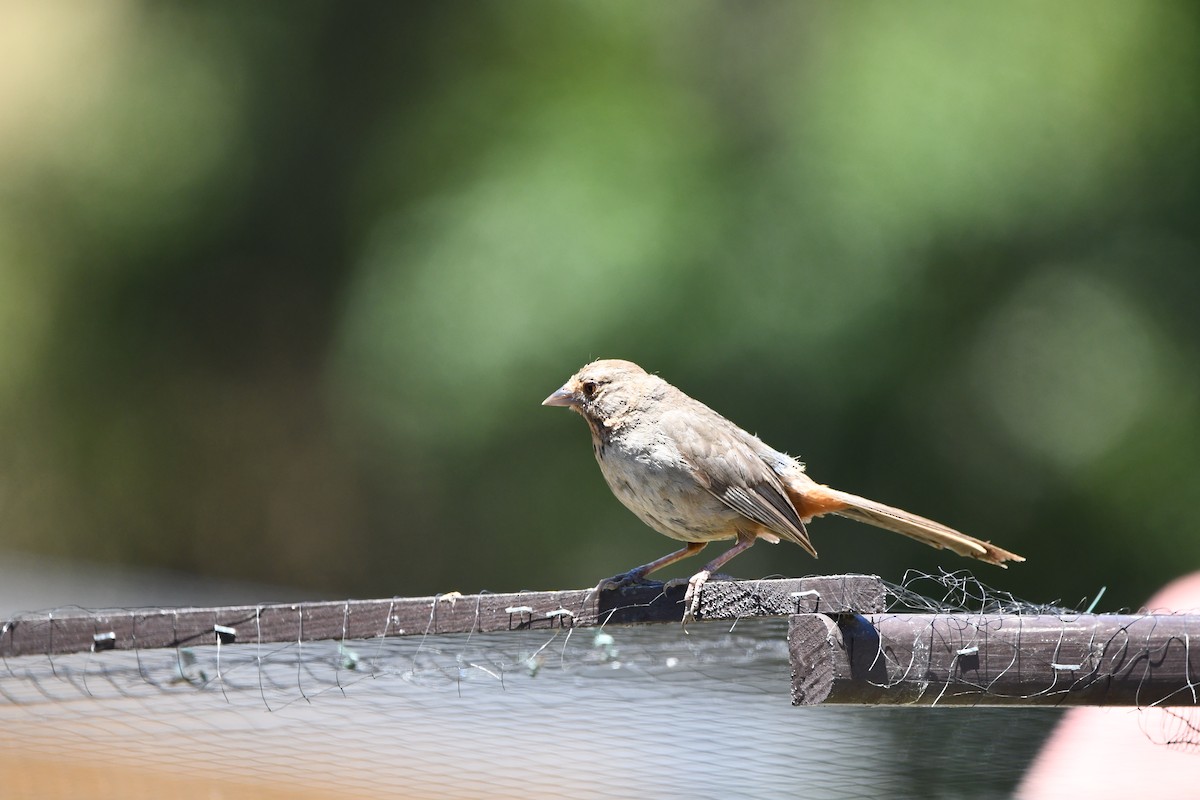 Тауї каліфорнійський - ML645145886