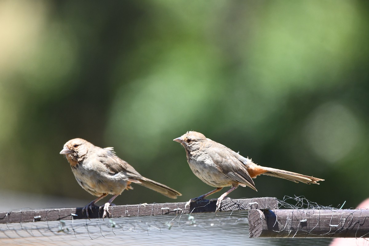 Тауї каліфорнійський - ML645145887