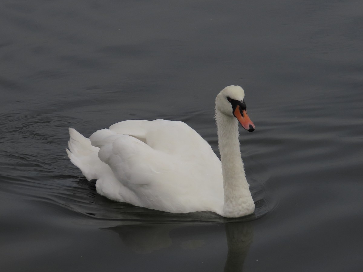 Лебідь-шипун - ML645145891