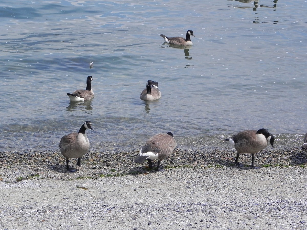 Казарка канадська - ML645145901