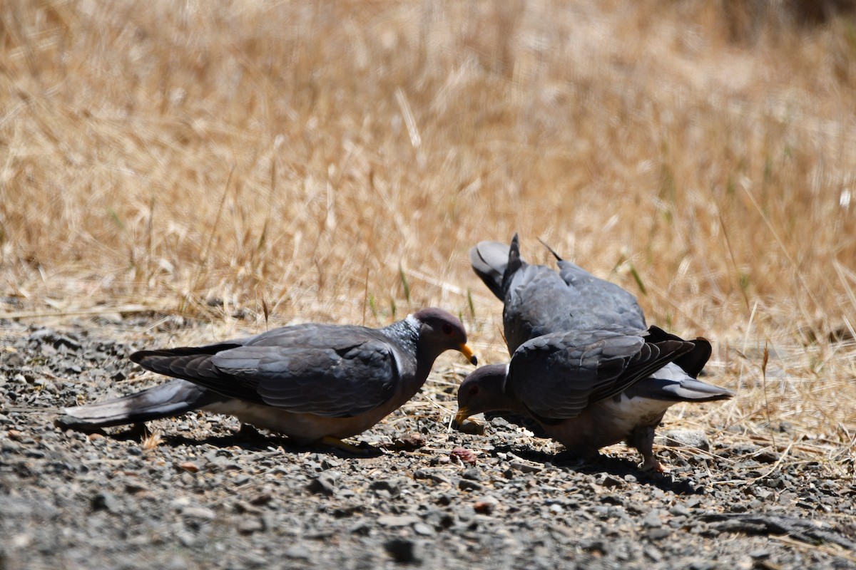 Голуб каліфорнійський - ML645145903