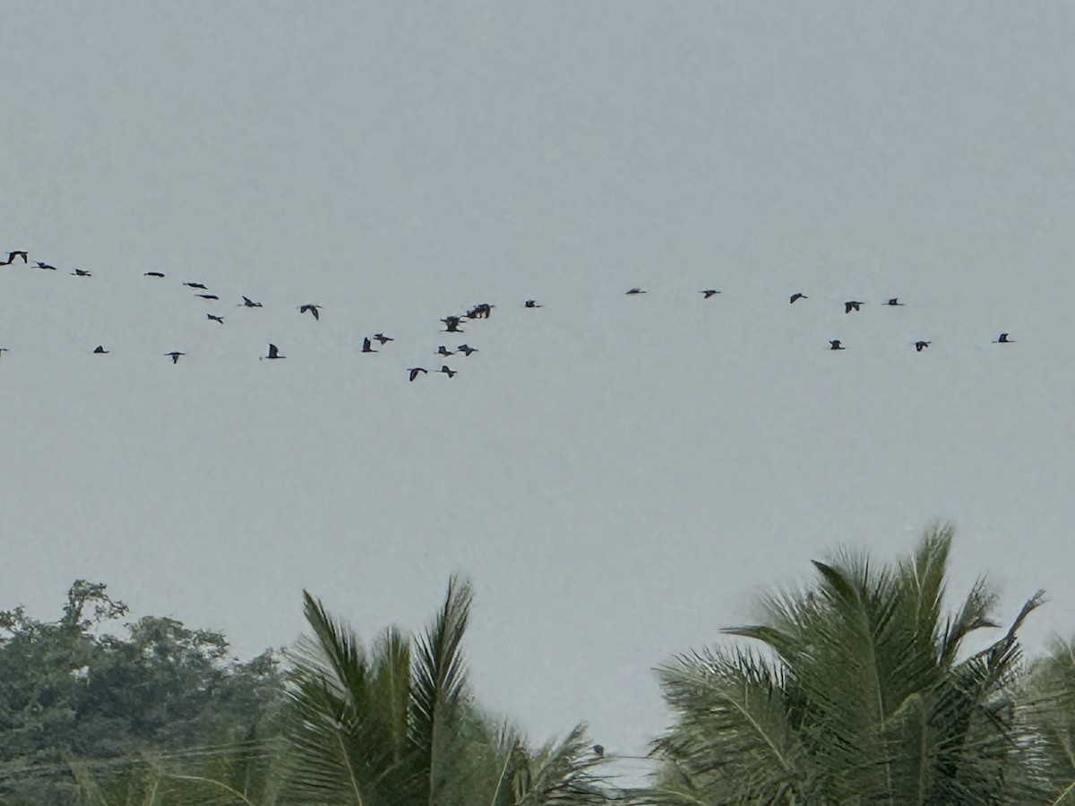 Ібіс сивоперий - ML645145904