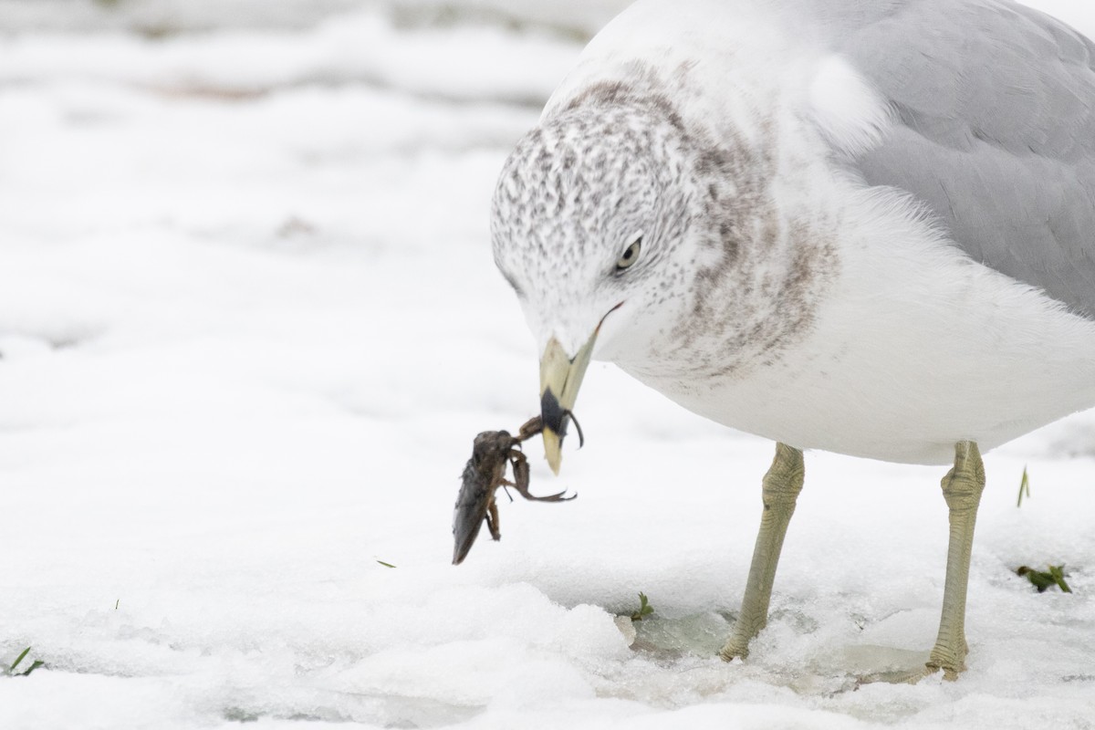 Мартин делаверський - ML645145905