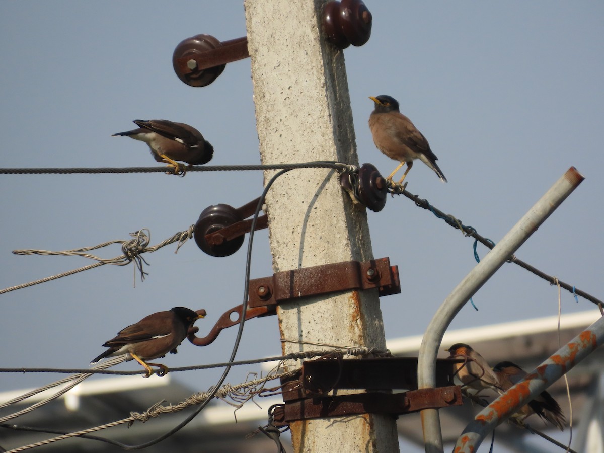 Майна індійська - ML645145907