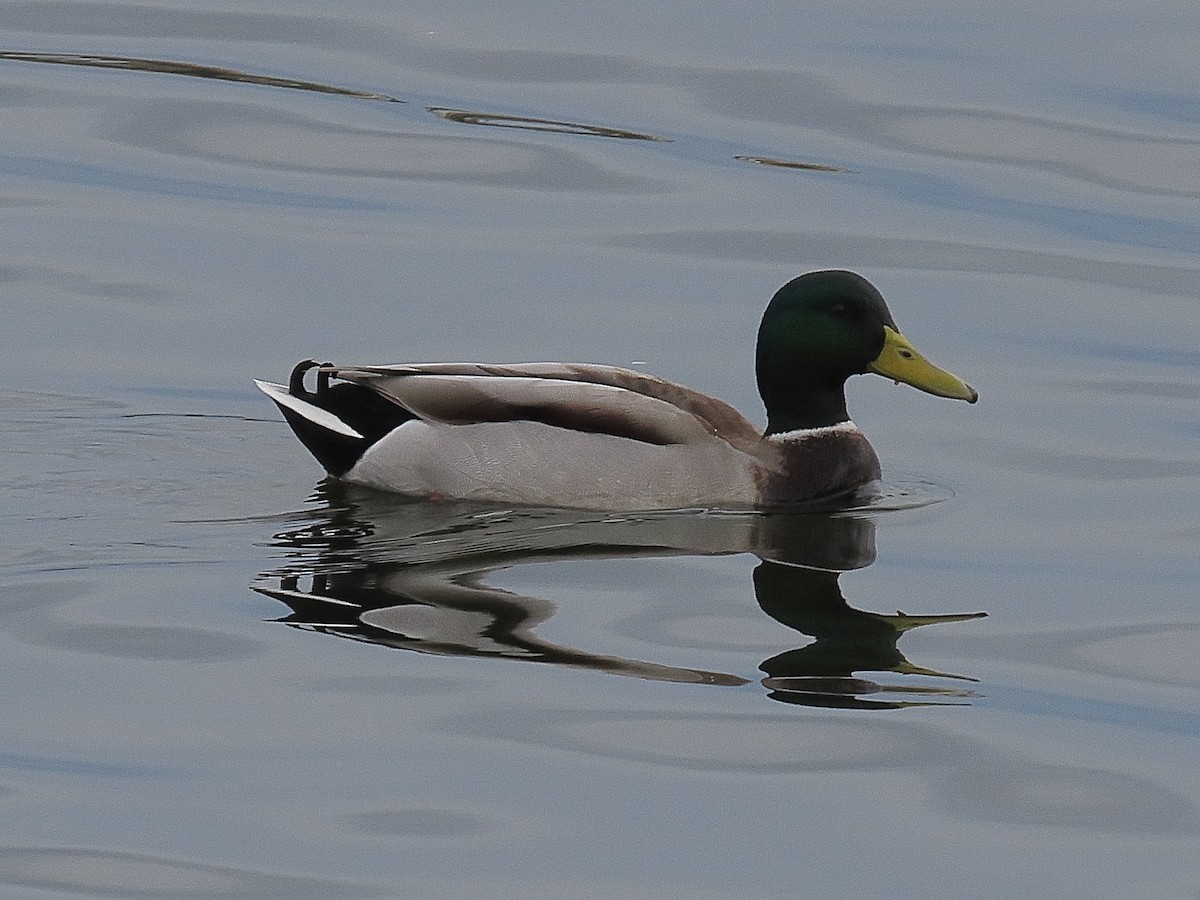 Крижень звичайний - ML645145911